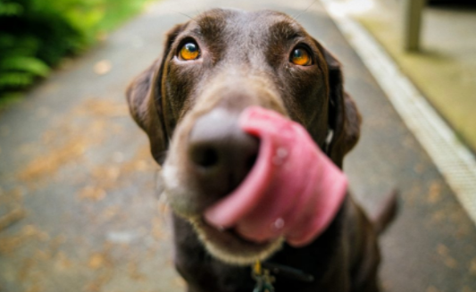 Pet Tech: P-awesome Gadgets for your Furry Friends!